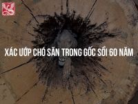 HAPPY CHUSEOK - LỄ HỘI TRUNG THU HÀN QUỐC NGAY GIỮA LÒNG THỦ ĐÔ